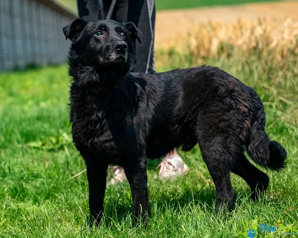 Znaleziono psa, Racławice, 22 czerwca 2025 (5/5)