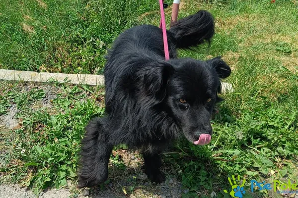 Znaleziono psa, Racławice, 20 czerwca 2025 (3/5)