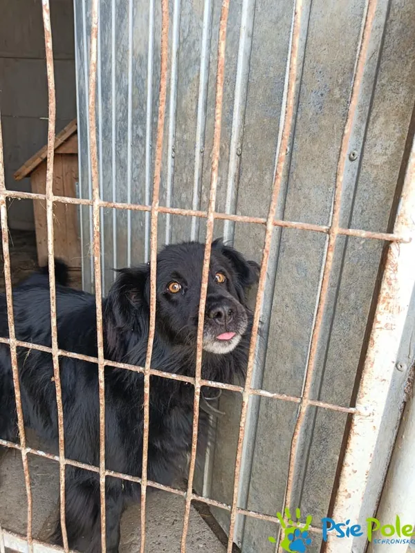 Znaleziono psa, Racławice, 20 czerwca 2025 (4/5)