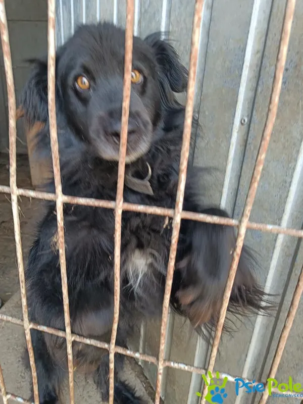 Znaleziono psa, Racławice, 20 czerwca 2025 (5/5)