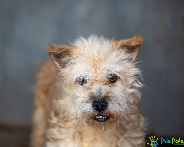 Znaleziono psa, Racławice, 20 czerwca 2025 (4/5)