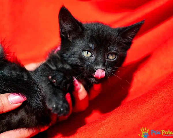 Znaleziono kota, Racławice, 18 czerwca 2025 (4/5)