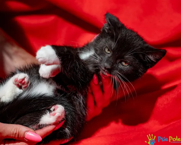 Znaleziono kota, Racławice, 18 czerwca 2025 (1/5)