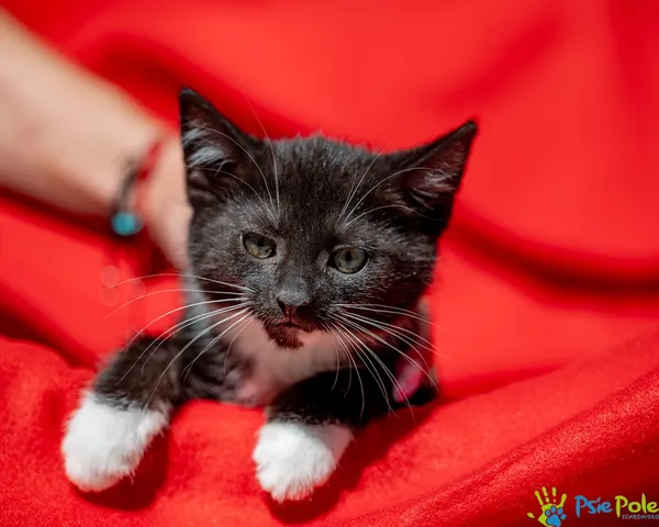 Znaleziono kota, Racławice, 18 czerwca 2025 (2/5)