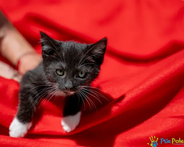 Znaleziono kota, Racławice, 18 czerwca 2025 (3/5)