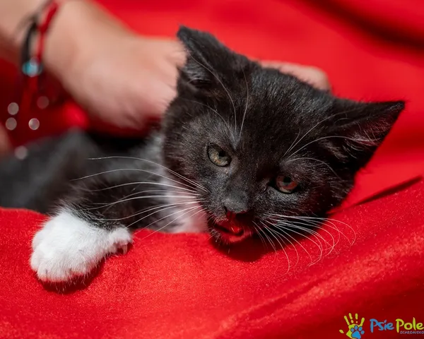 Znaleziono kota, Racławice, 18 czerwca 2025 (5/5)