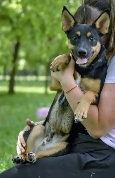 Znaleziono psa, Radom, 21 czerwca 2025