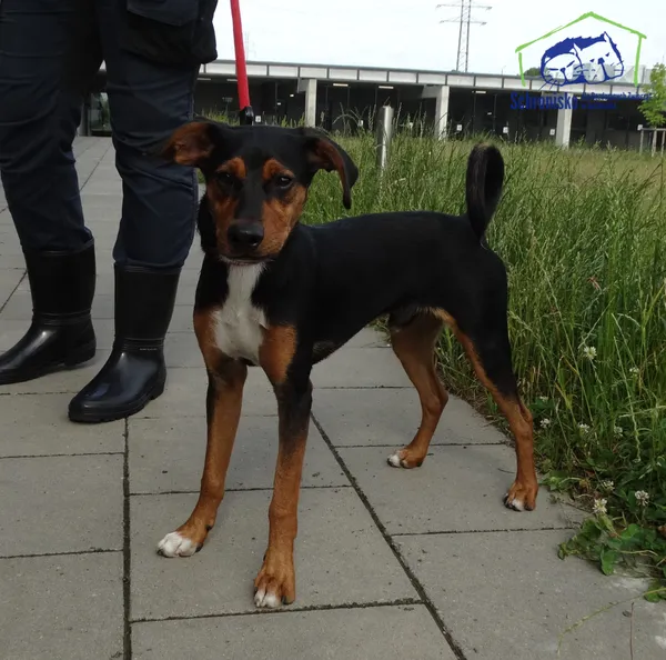 Znaleziono psa, Szczecin, 22 czerwca 2025 (1/2)