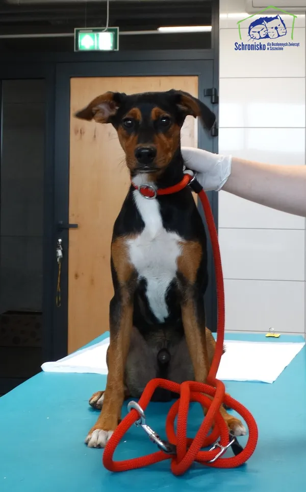 Znaleziono psa, Szczecin, 22 czerwca 2025 (2/2)