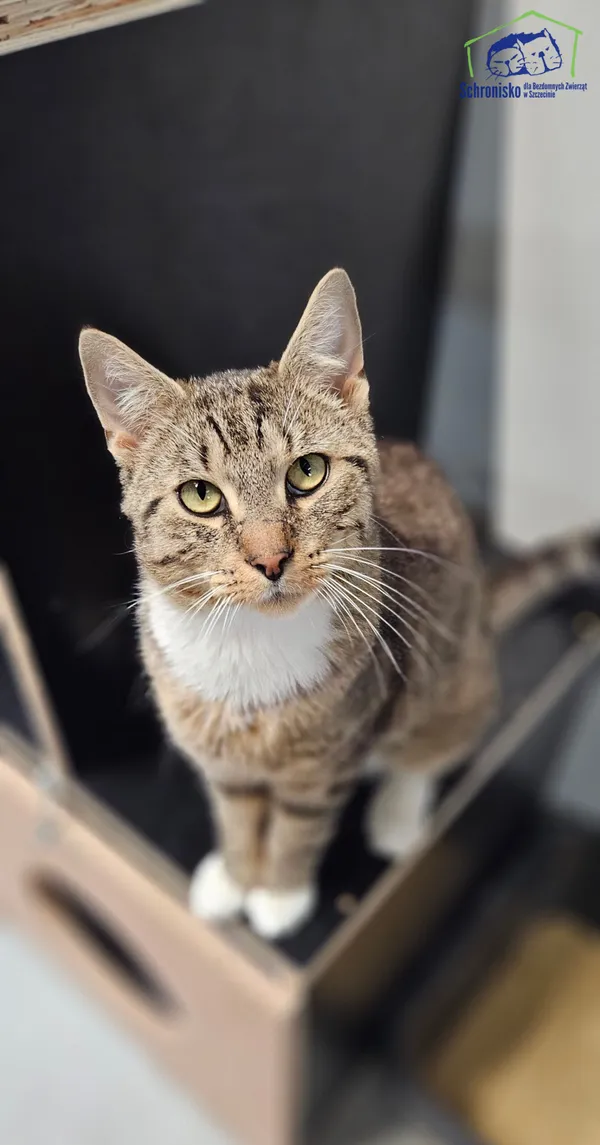 Znaleziono kota, Szczecin, 22 czerwca 2025 (1/3)