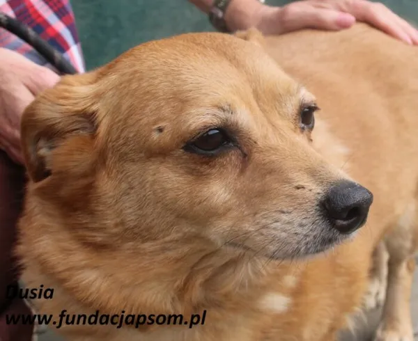 Pies do adopcji, Nowy Dwór Mazowiecki, 23 czerwca 2025 (1/5)