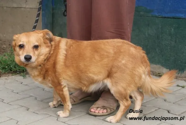 Pies do adopcji, Nowy Dwór Mazowiecki, 23 czerwca 2025 (4/5)