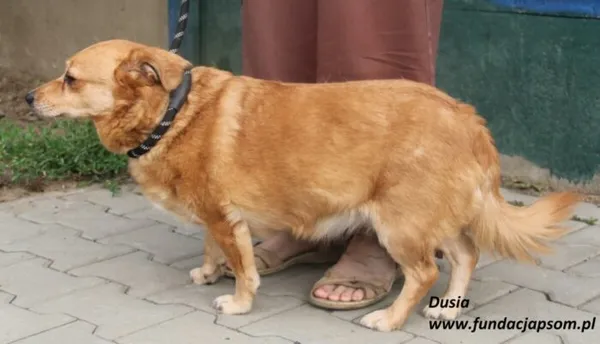 Pies do adopcji, Nowy Dwór Mazowiecki, 23 czerwca 2025 (5/5)