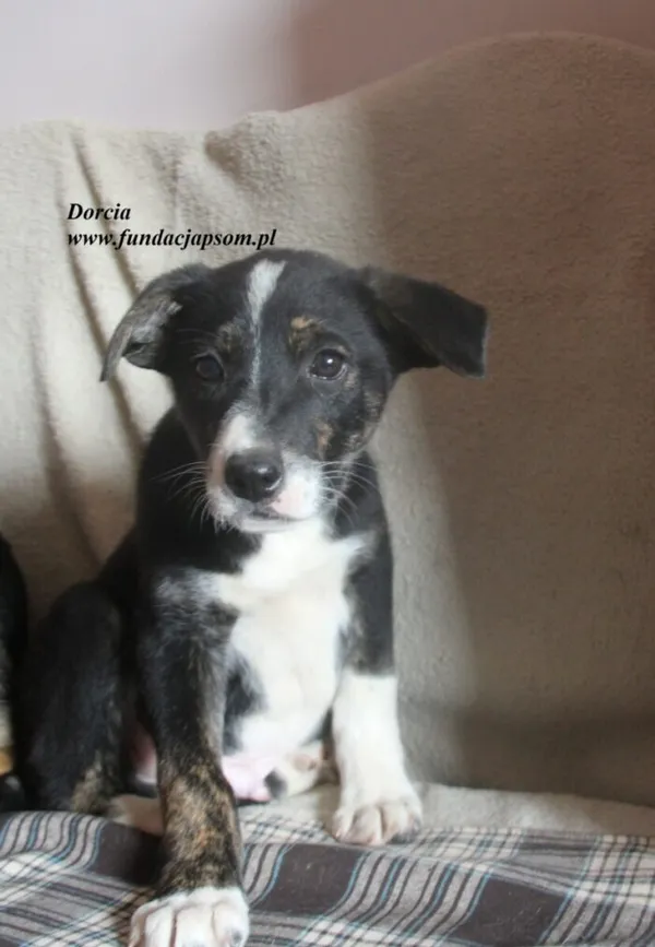 Pies do adopcji, Nowy Dwór Mazowiecki, 23 czerwca 2025 (1/3)