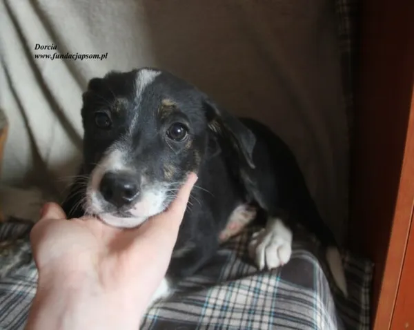 Pies do adopcji, Nowy Dwór Mazowiecki, 23 czerwca 2025 (3/3)
