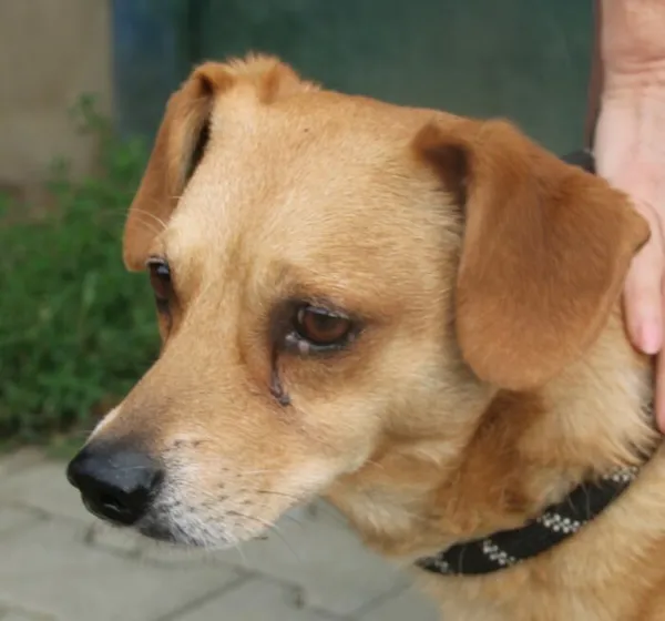 Pies do adopcji, Nowy Dwór Mazowiecki, 23 czerwca 2025 (1/5)