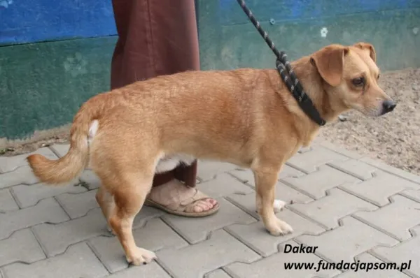 Pies do adopcji, Nowy Dwór Mazowiecki, 23 czerwca 2025 (2/5)