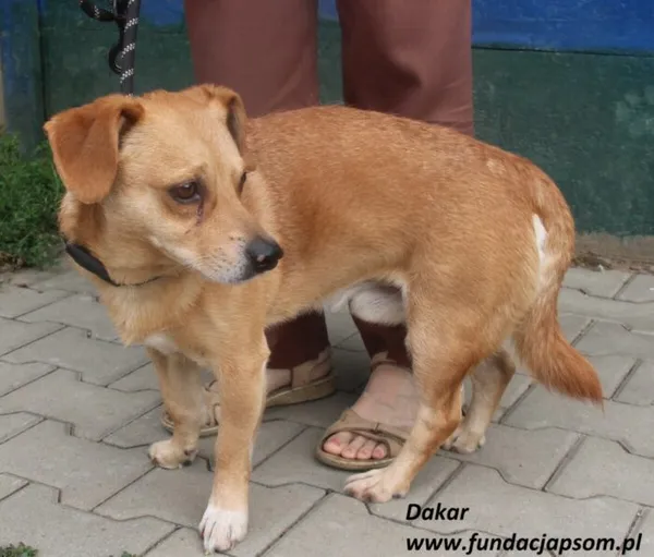 Pies do adopcji, Nowy Dwór Mazowiecki, 23 czerwca 2025 (4/5)