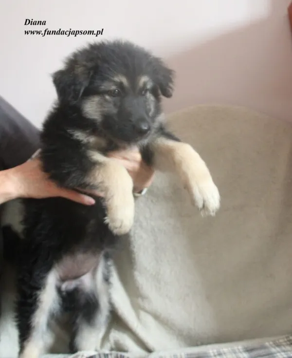 Pies do adopcji, Nowy Dwór Mazowiecki, 23 czerwca 2025 (3/3)