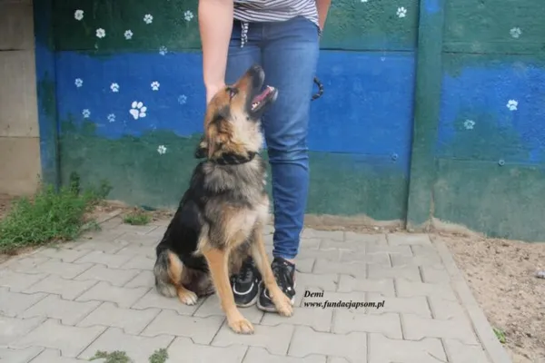 Pies do adopcji, Nowy Dwór Mazowiecki, 23 czerwca 2025 (1/3)