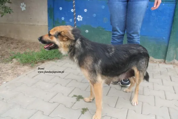 Pies do adopcji, Nowy Dwór Mazowiecki, 23 czerwca 2025 (2/3)