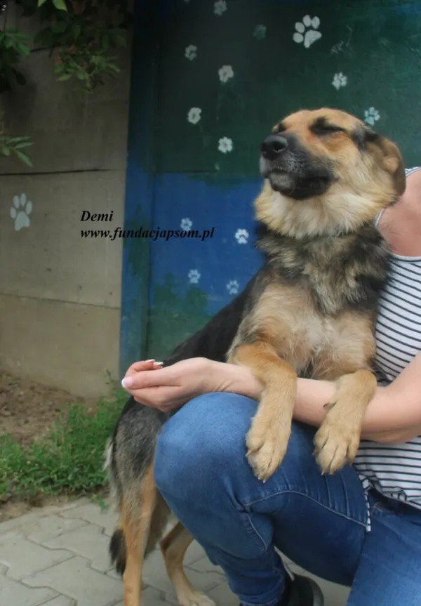 Pies do adopcji, Nowy Dwór Mazowiecki, 23 czerwca 2025 (3/3)