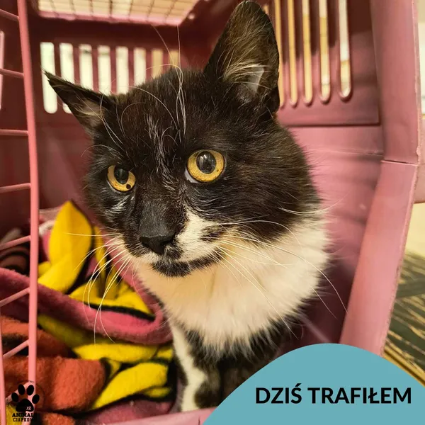 Znaleziono kota, Gdynia, 11 czerwca 2025