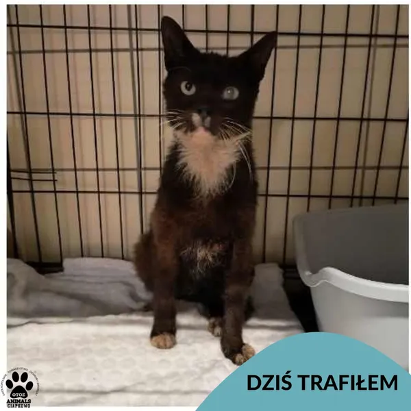 Znaleziono kota, Gdynia, 10 czerwca 2025