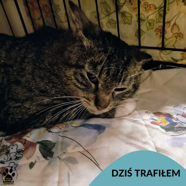 Znaleziono kota, Gdynia, 5 czerwca 2025