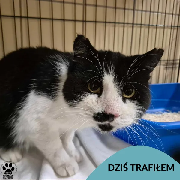 Znaleziono kota, Gdynia, 3 czerwca 2025