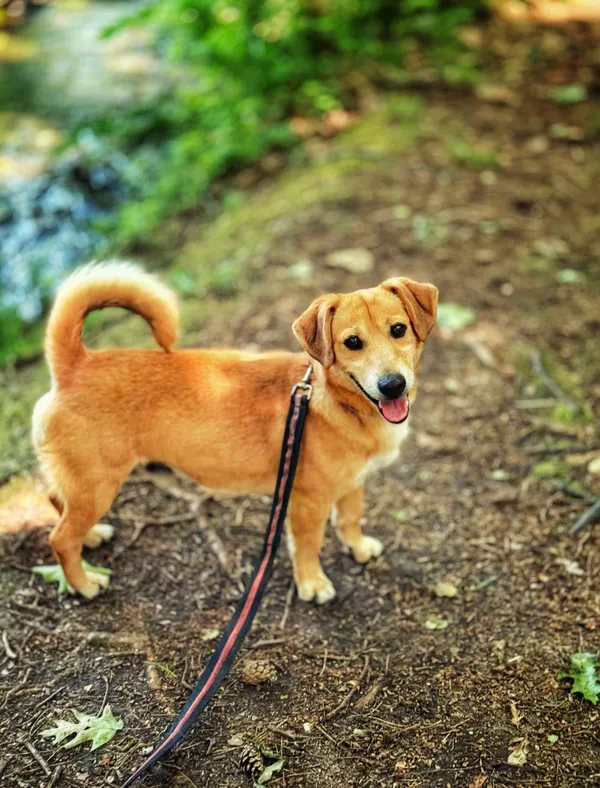 Pies do adopcji, Dłużyna Górna, 23 czerwca 2025 (3/5)