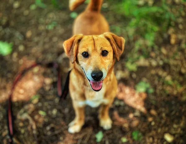 Pies do adopcji, Dłużyna Górna, 23 czerwca 2025 (4/5)