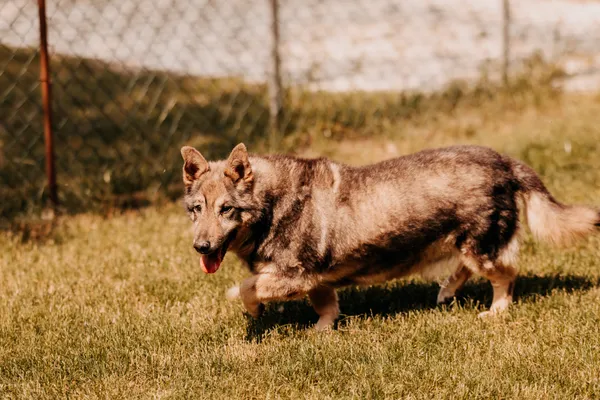 Pies do adopcji, Czartki, 23 czerwca 2025 (3/5)