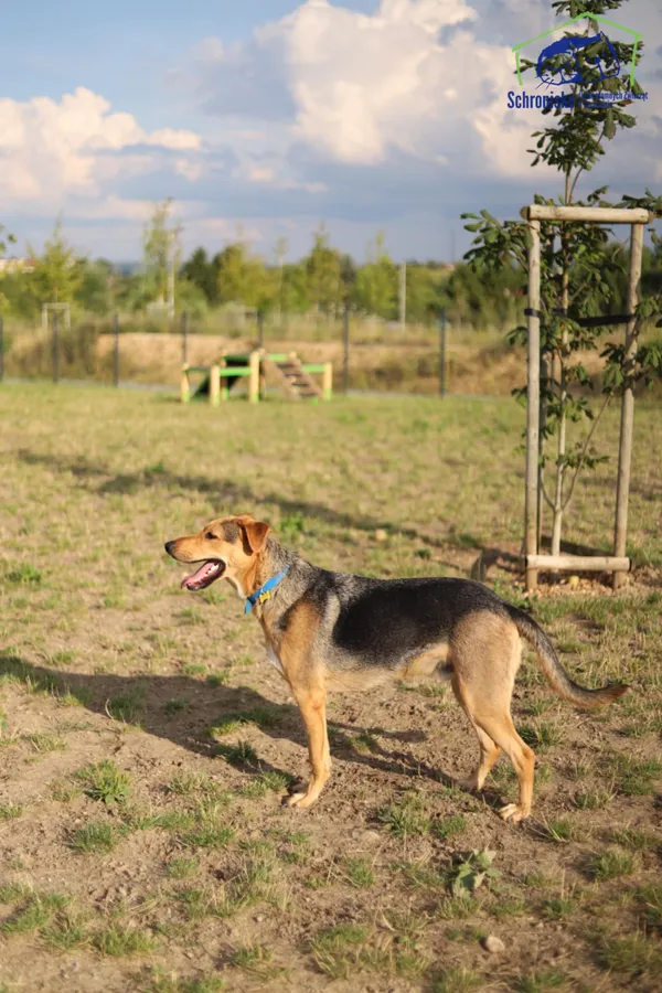 Znaleziono psa, Szczecin, 21 czerwca 2025 (4/4)