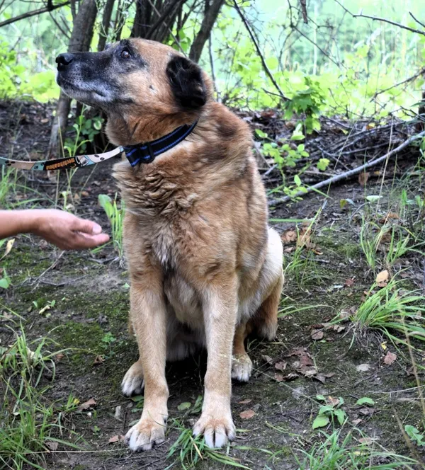 Znaleziono psa, Pieckowo, 23 czerwca 2025 (1/5)