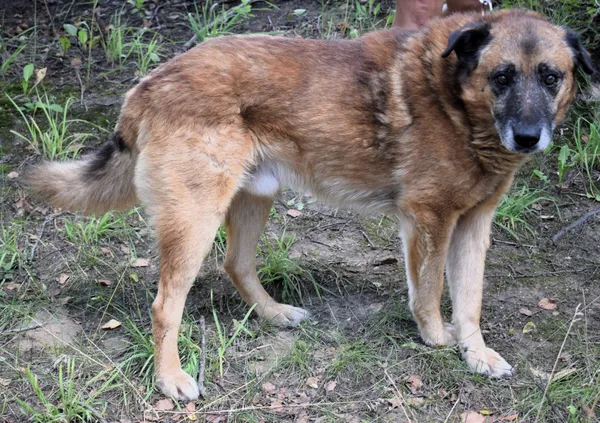 Znaleziono psa, Pieckowo, 23 czerwca 2025 (2/5)