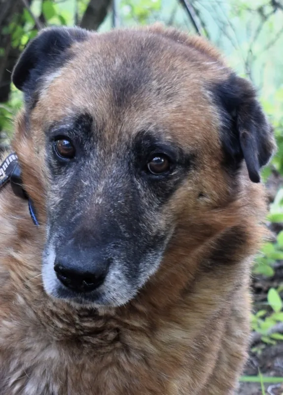 Znaleziono psa, Pieckowo, 23 czerwca 2025 (3/5)