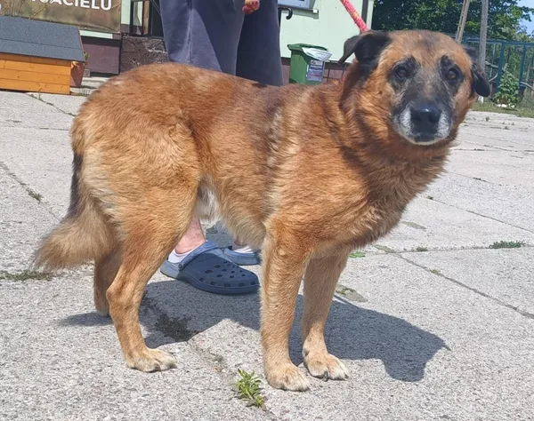 Znaleziono psa, Pieckowo, 23 czerwca 2025 (5/5)