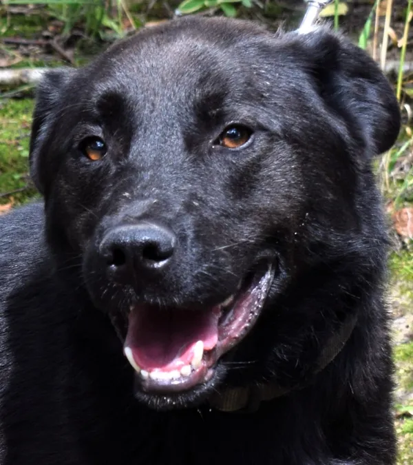 Znaleziono psa, Pieckowo, 23 czerwca 2025 (1/5)