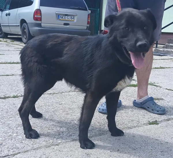 Znaleziono psa, Pieckowo, 23 czerwca 2025 (4/5)