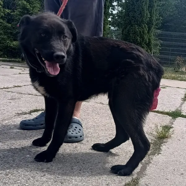 Znaleziono psa, Pieckowo, 23 czerwca 2025 (5/5)