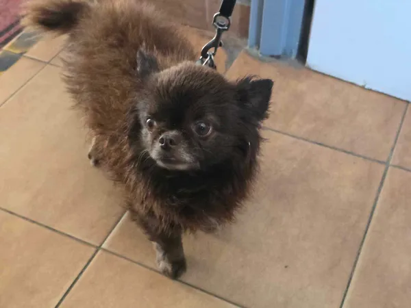 Znaleziono psa, Sosnowiec, 22 czerwca 2025 (1/2)