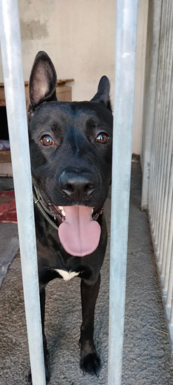 Znaleziono psa, Sosnowiec, 22 czerwca 2025 (1/3)