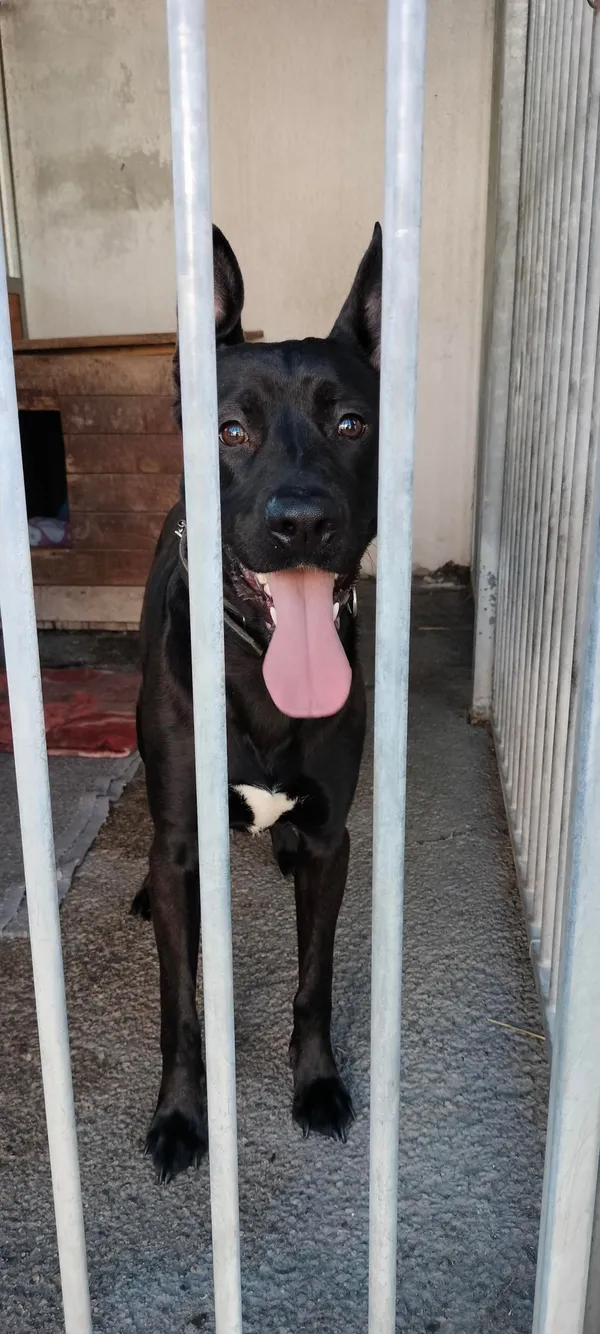 Znaleziono psa, Sosnowiec, 22 czerwca 2025 (3/3)