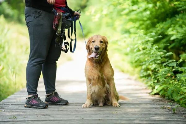 Znaleziono psa, Sosnowiec, 21 czerwca 2025 (4/5)