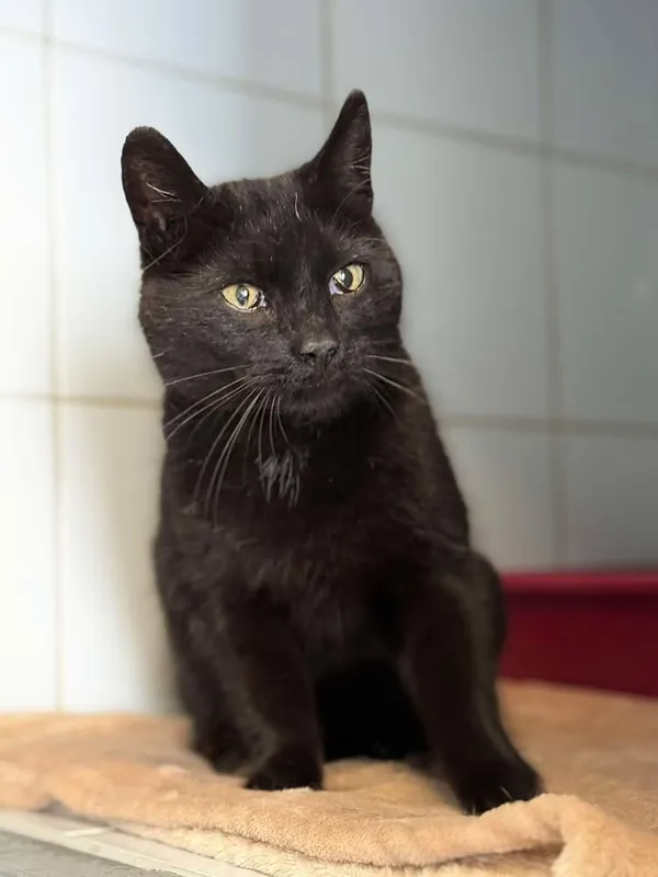 Znaleziono kota, Lublin, 20 czerwca 2025