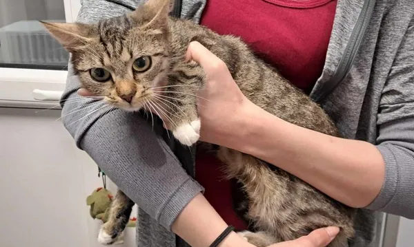 Znaleziono kota, Toruń, 23 czerwca 2025