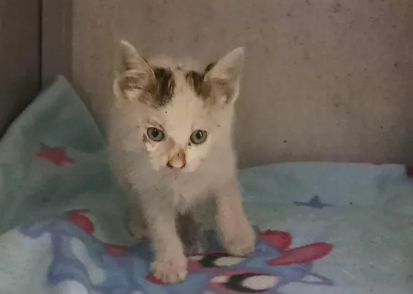 Znaleziono kota, Toruń, 22 czerwca 2025