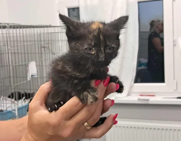 Znaleziono kota, Toruń, 22 czerwca 2025