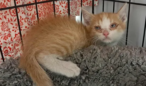 Znaleziono kota, Toruń, 22 czerwca 2025